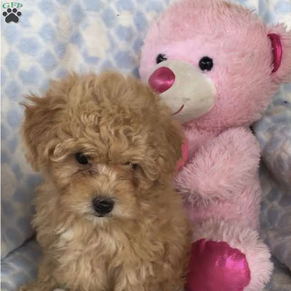 Lady, Toy Poodle Puppy