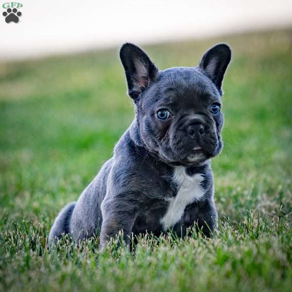 Lance, Frenchton Puppy