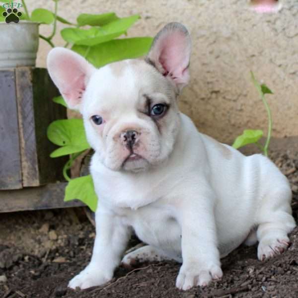 Lance, French Bulldog Puppy