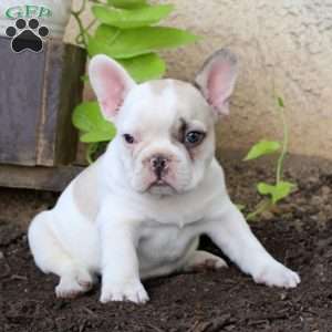 Lance, French Bulldog Puppy