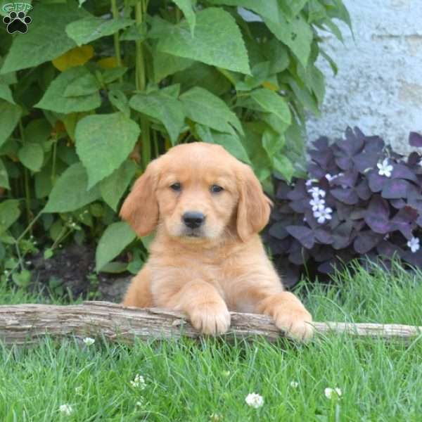 Landon, Golden Retriever Puppy