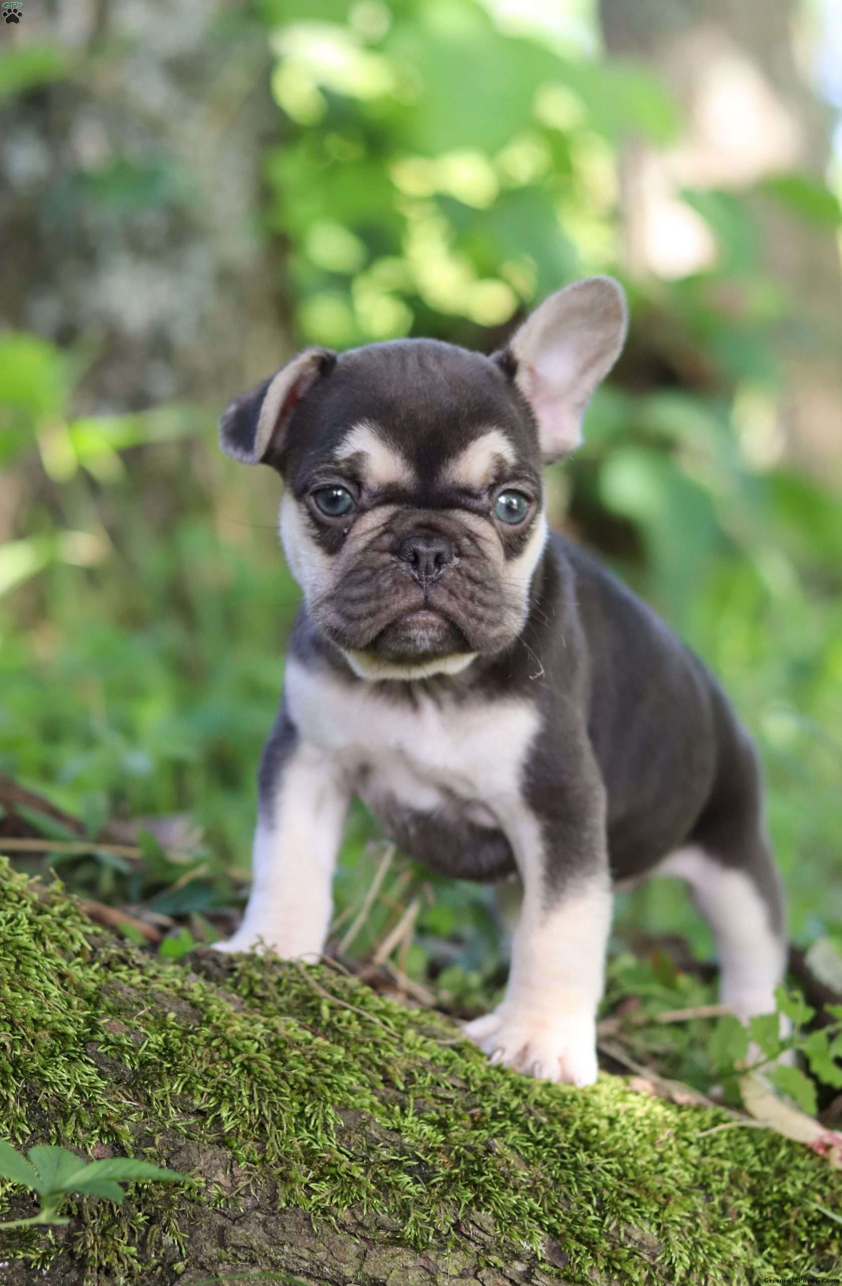 Lassie - French Bulldog Puppy For Sale in Ohio