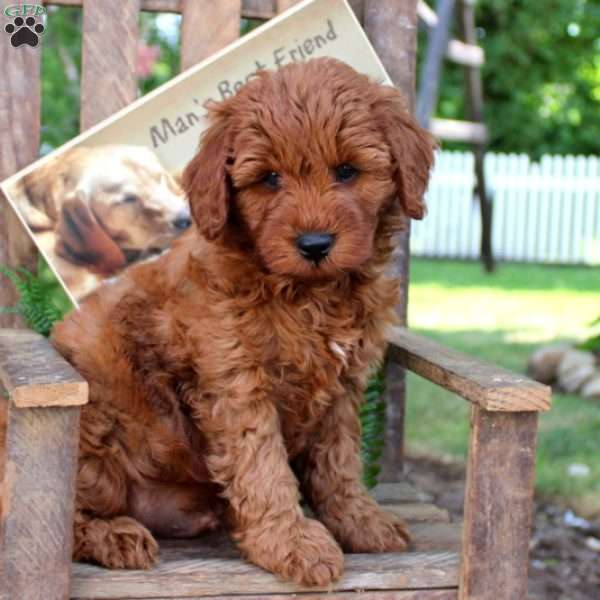 Lassie, Cavapoo Puppy