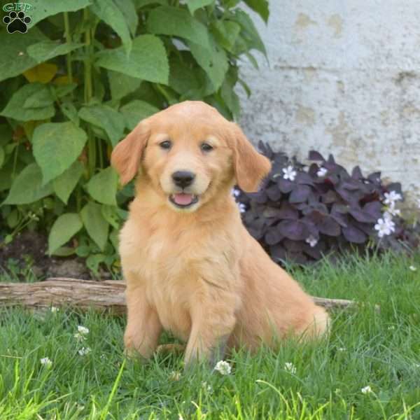 Latte, Golden Retriever Puppy