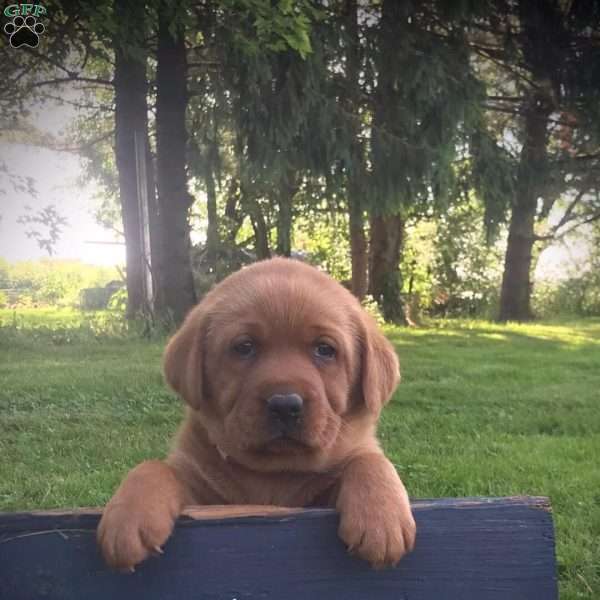 Latte, Fox Red Labrador Retriever Puppy