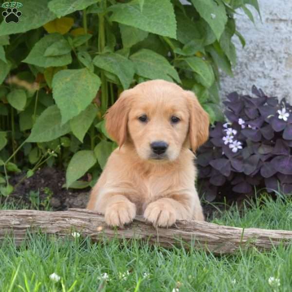 Lavender, Golden Retriever Puppy