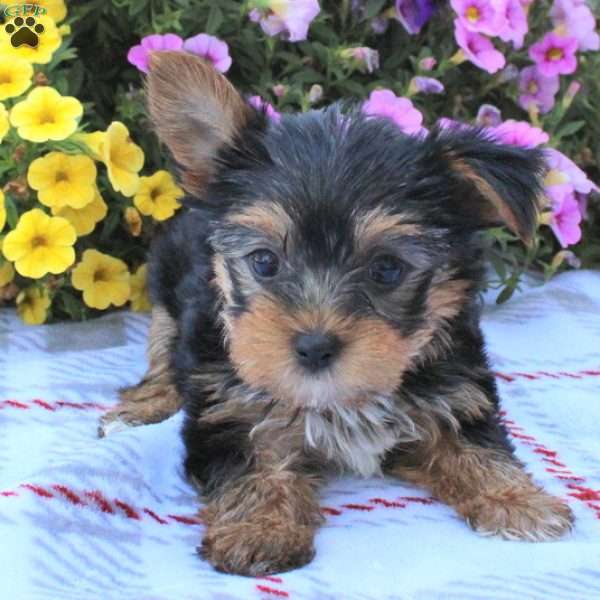 Layla, Yorkie Puppy