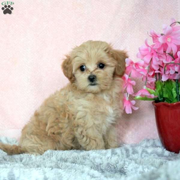 Leah, Maltipoo Puppy