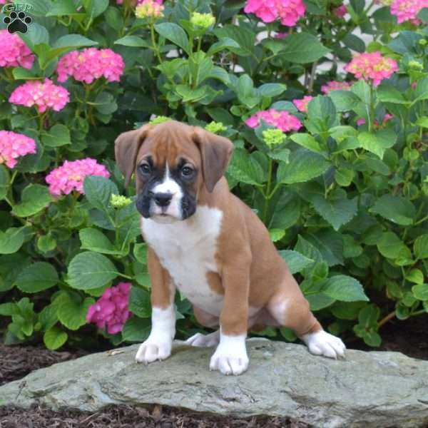 Legend, Boxer Puppy