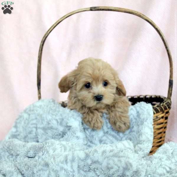 Lenny, Maltipoo Puppy