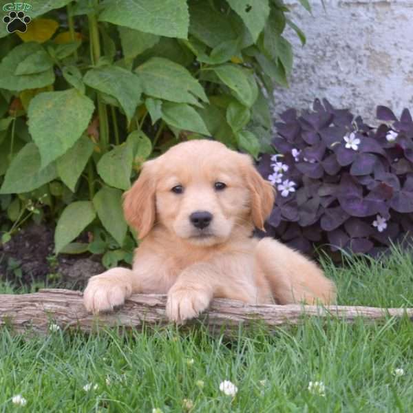 Leo, Golden Retriever Puppy