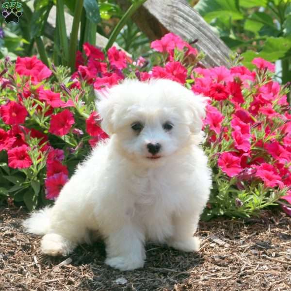 Leo, Maltese Puppy