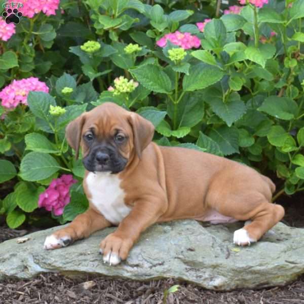 Leo, Boxer Puppy