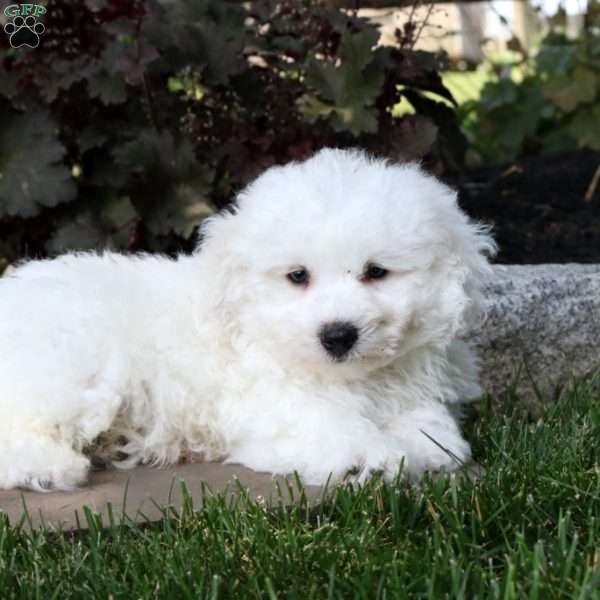 Leo, Bichon Frise Puppy