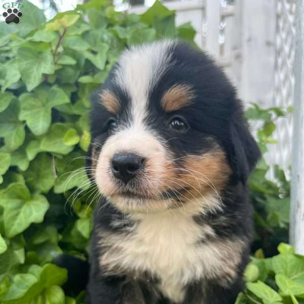 Liberty, Bernese Mountain Dog Puppy