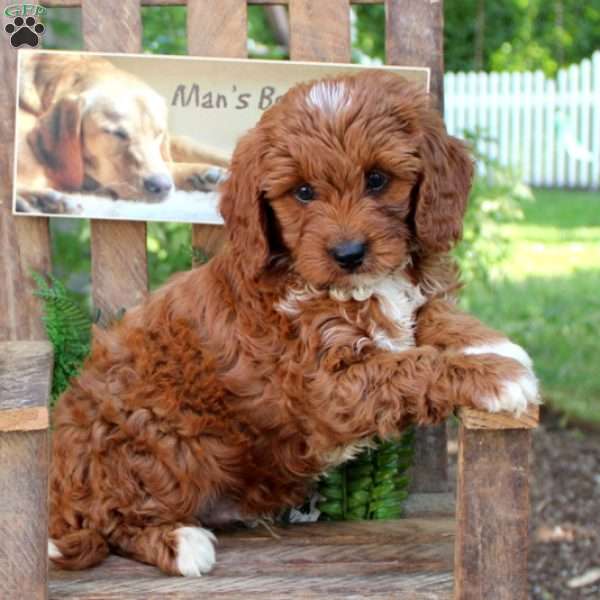 Licorice, Cavapoo Puppy