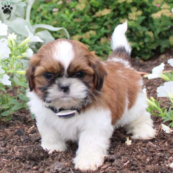 Lilac, Shih Tzu Puppy