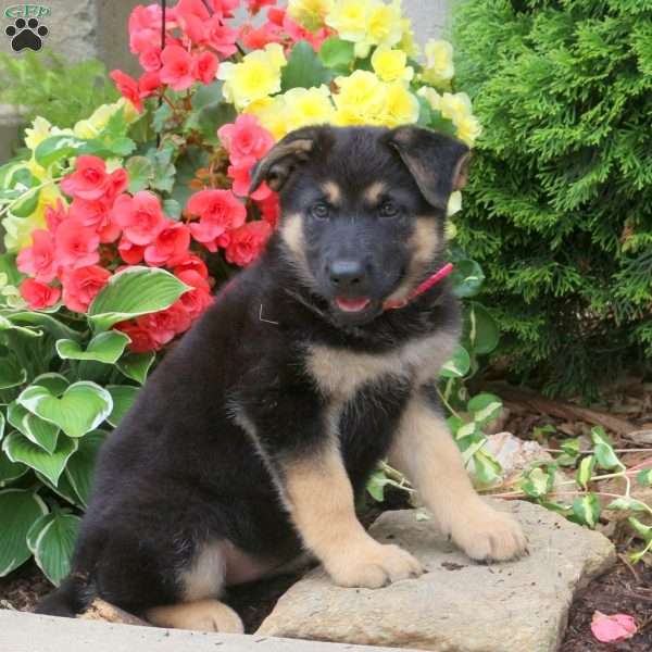 Lillian, German Shepherd Puppy