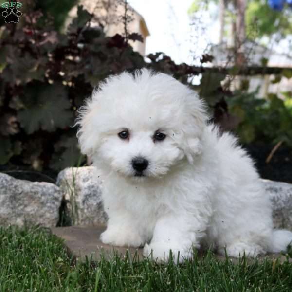 Lillian, Bichon Frise Puppy