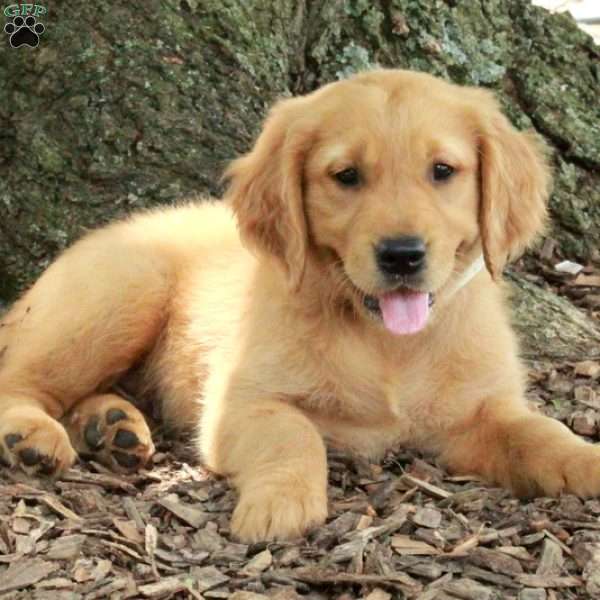 Lilo, Golden Retriever Puppy