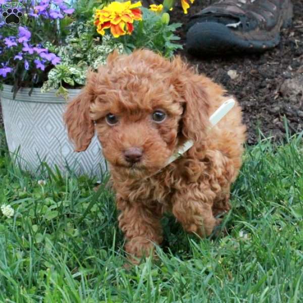 Lilo, Miniature Poodle Puppy