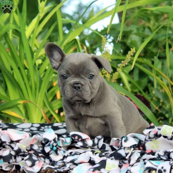 Lily, French Bulldog Puppy