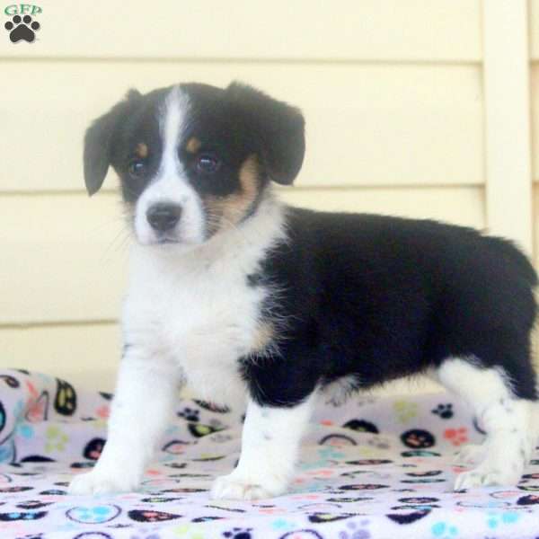 Lily, Pembroke Welsh Corgi Puppy