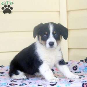 Lily, Pembroke Welsh Corgi Puppy