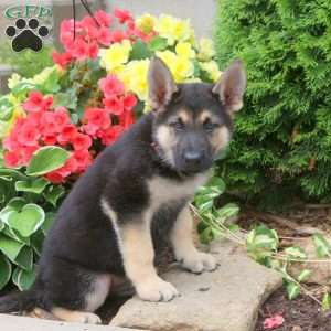 Lincoln - German Shepherd Puppy For Sale in Pennsylvania