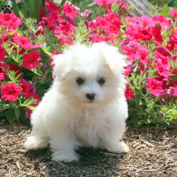 Link, Maltese Puppy