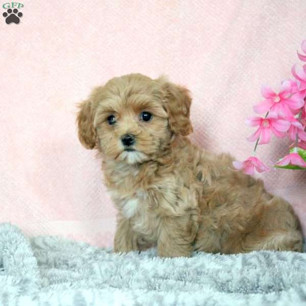 Lisa, Maltipoo Puppy