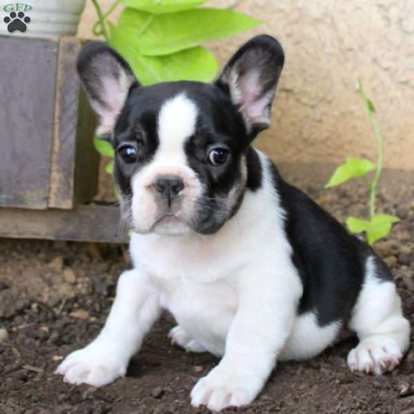 Lloyd, French Bulldog Puppy