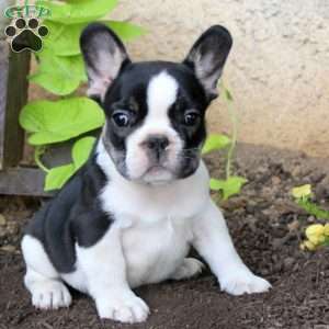 Lloyd, French Bulldog Puppy