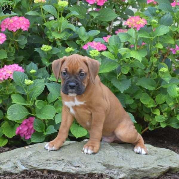 Logger, Boxer Puppy