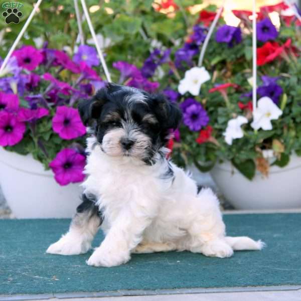 Lonnie, Havanese Puppy