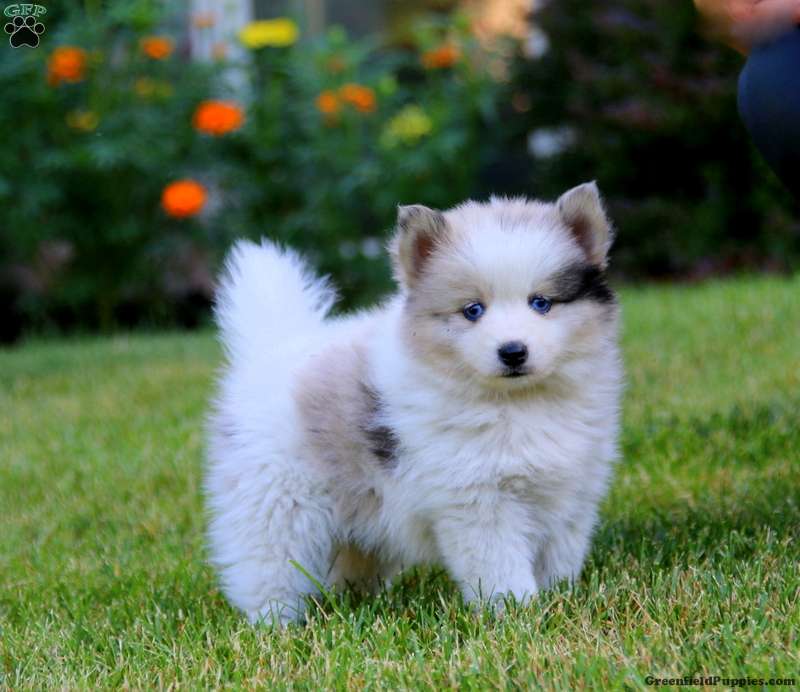 Lonnie - Pomsky Puppy For Sale in Pennsylvania