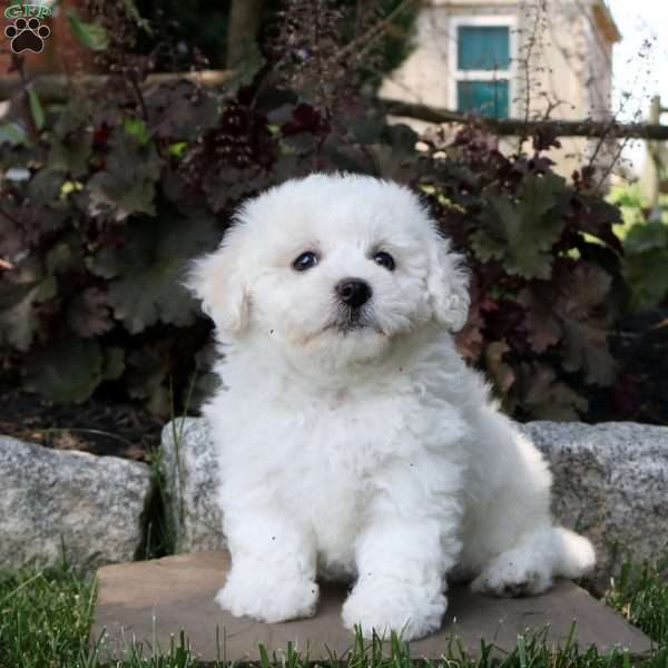 Lottie, Bichon Frise Puppy