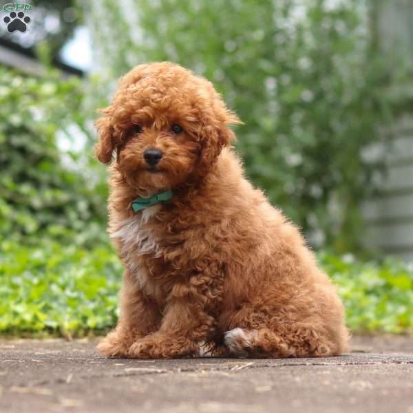 Louie, Cockapoo Puppy