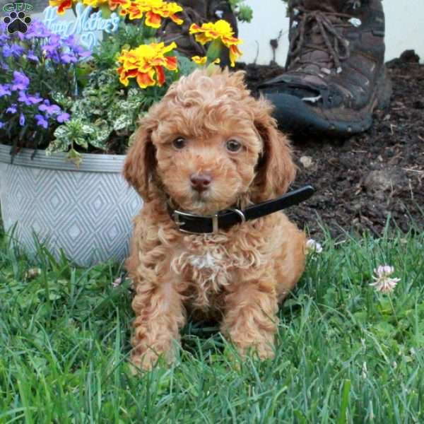 Lucas, Miniature Poodle Puppy