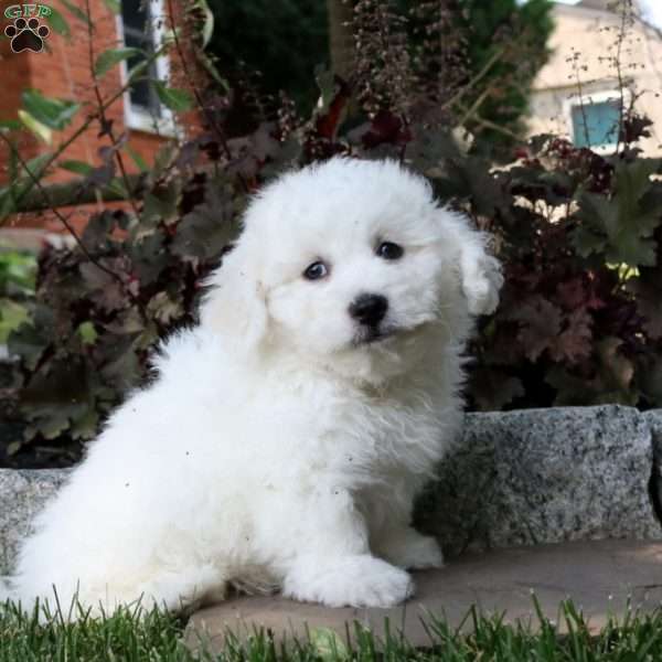 Lucas, Bichon Frise Puppy