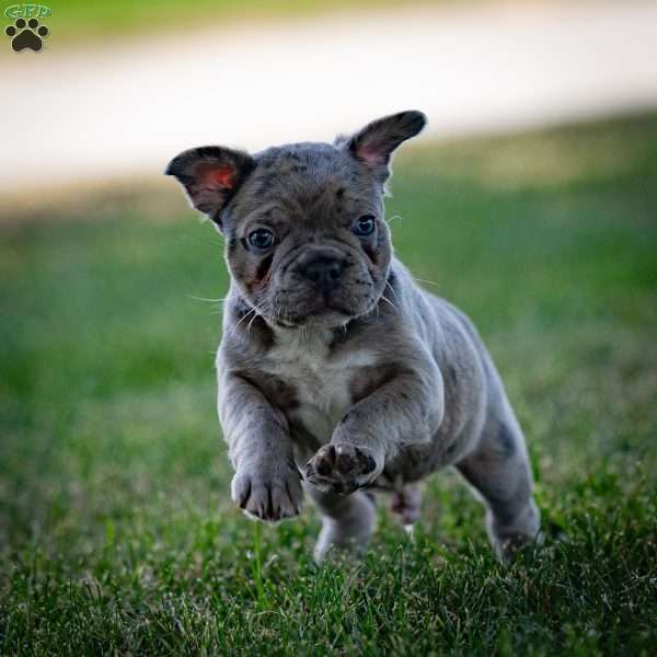 Lucky, Frenchton Puppy