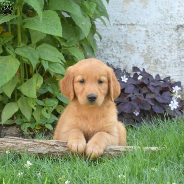 Lucky, Golden Retriever Puppy