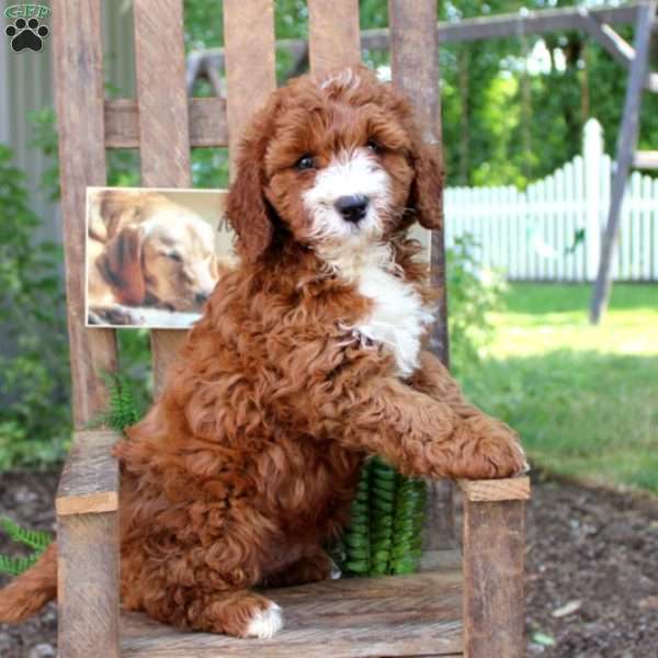 Lucky, Cavapoo Puppy