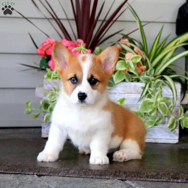 Lucky, Pembroke Welsh Corgi Puppy