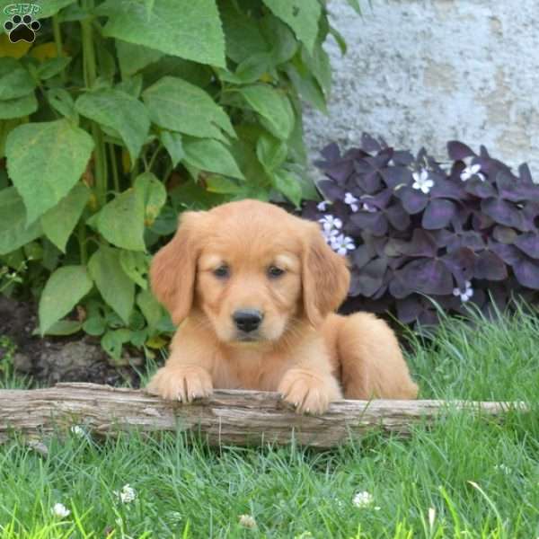 Lucy, Golden Retriever Puppy