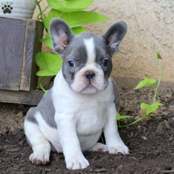 Lucy, French Bulldog Puppy