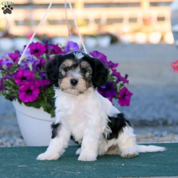 Luella, Havanese Puppy