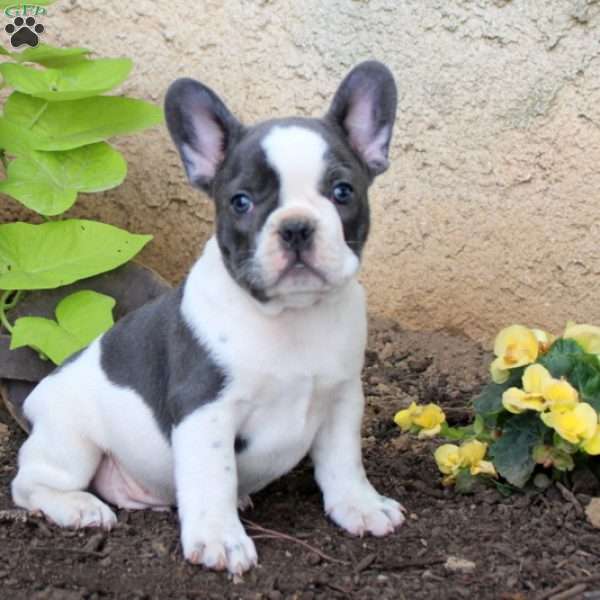 Luke, French Bulldog Puppy