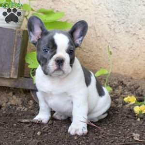 Luke, French Bulldog Puppy