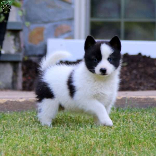 Luke, Pomsky Puppy